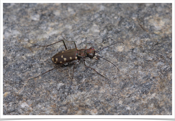 Cicindela sedecimpunctata